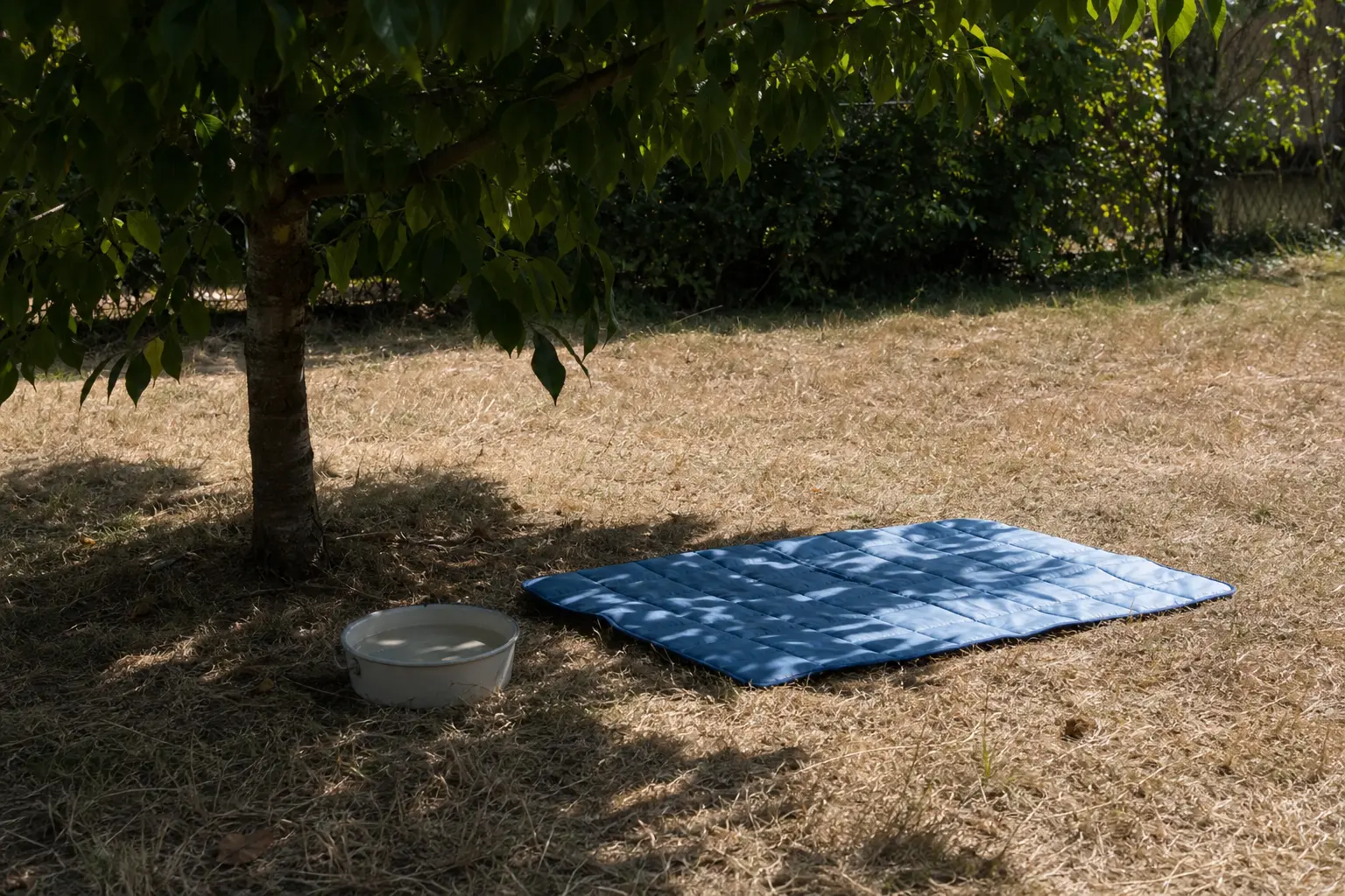 Une gamelle d'eau et un tapis rafraîchissant posés à l'ombre d'un arbre dans un jardin, en plein été