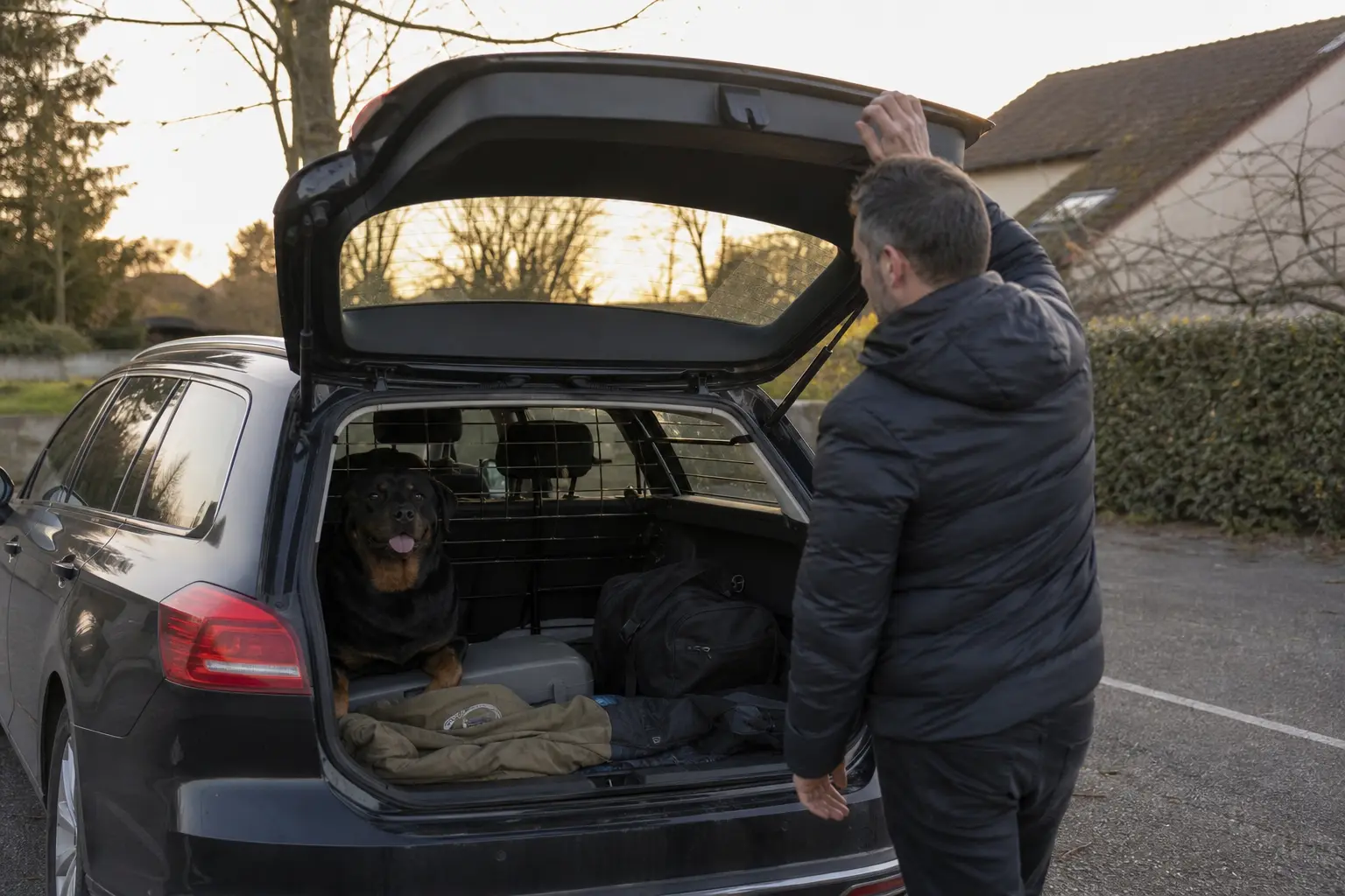 Rottweiler installé dans le coffre aménagé d'un break avec grille de séparation